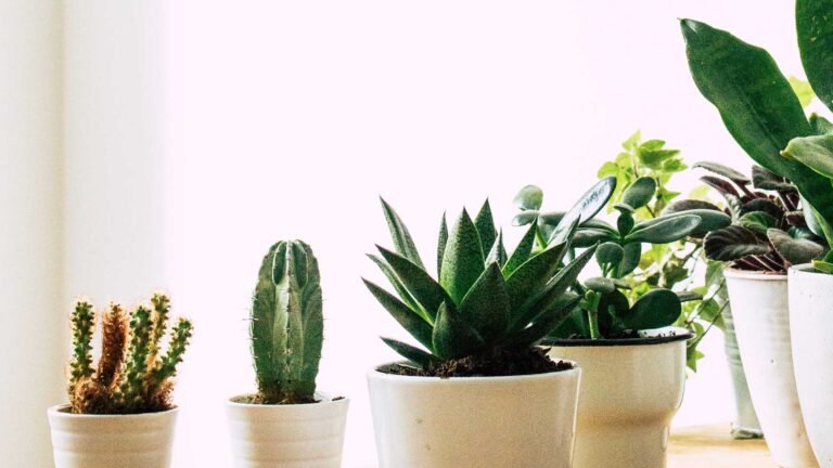 Best Plants for the Bathroom