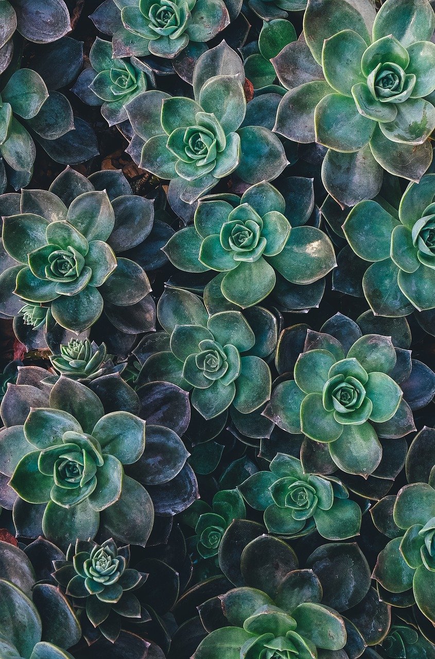 succulent, beautiful wallpaper, escheveria, plant, plant growing, arid, dry gardening, cactus, background, nature, floral background, phone wallpaper, aesthetic wallpaper