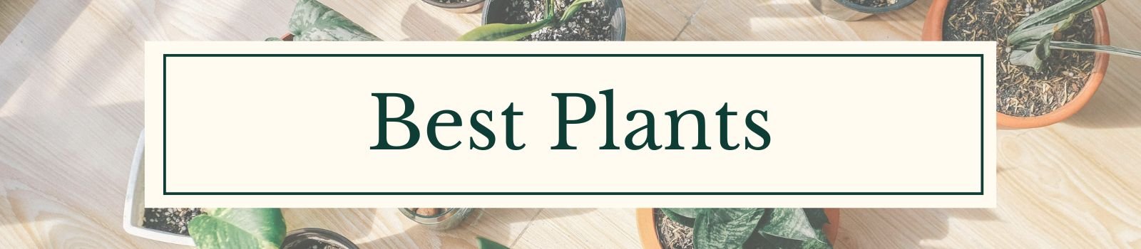 Best Plants Blog Category