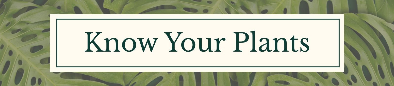 Know Your Plants Blog Category - Common Houseplant Guide