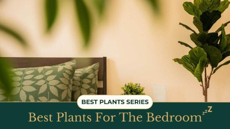 Best Plants for the Bedroom