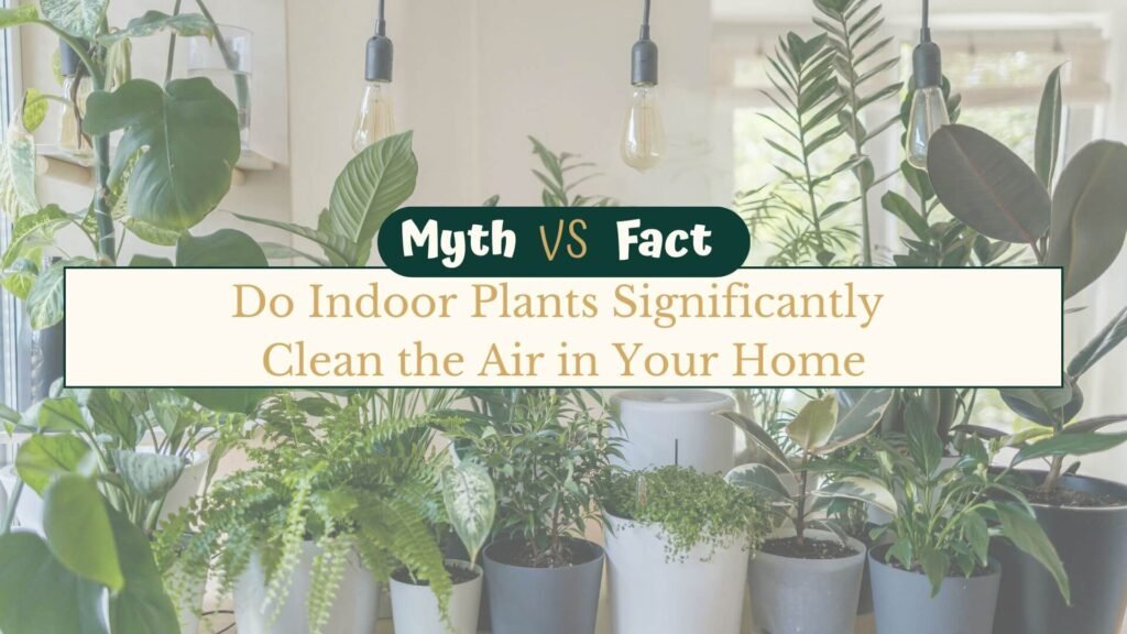 Do Indoor Plants Significantly Clean the Air in Your Home