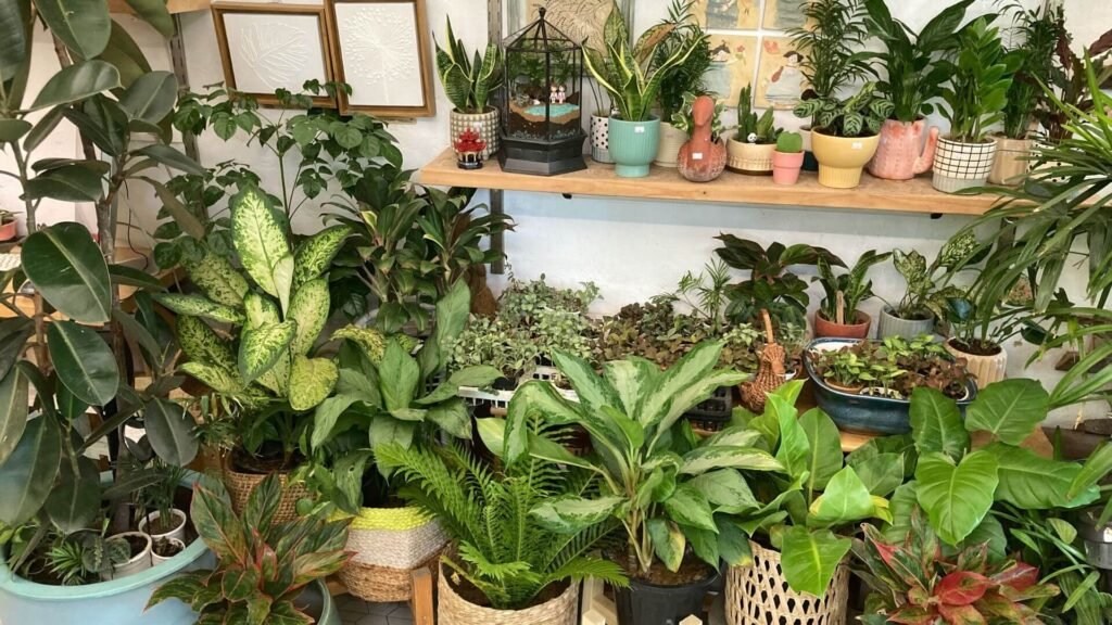 hundreds of indoor plants