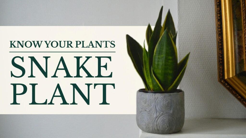 Know Your Plants Snake Plant