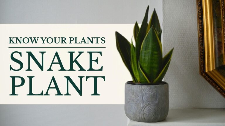 Know Your Plants Snake Plant