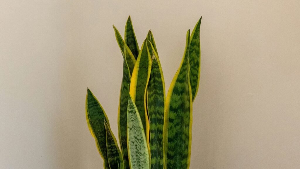 Snake plant receiving light