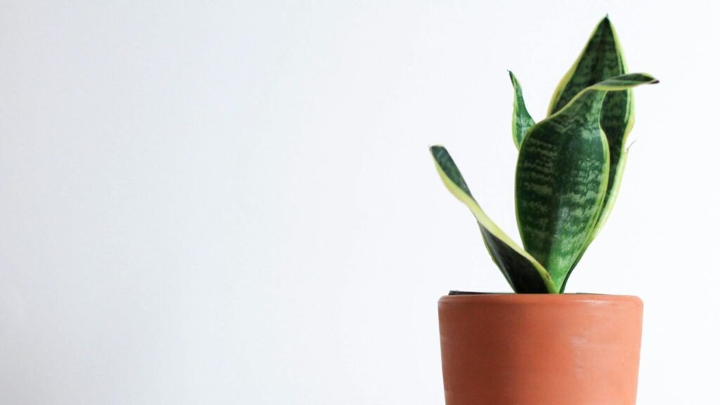closeup of a snake plant