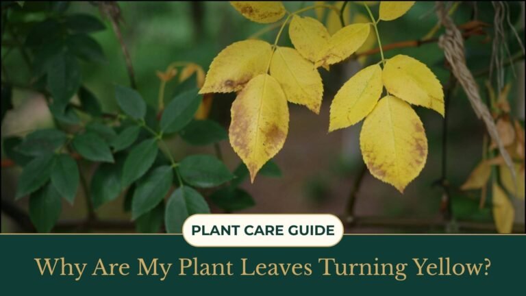 Why Are My Plant Leaves Turning Yellow