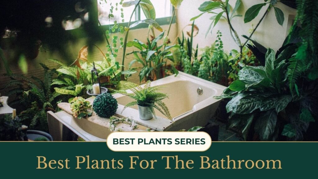 Best Plants For The Bathroom