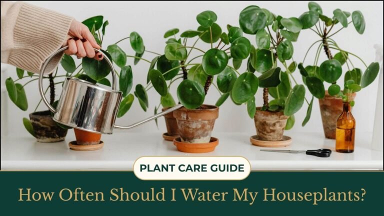 How Often Should I Water My Houseplants?