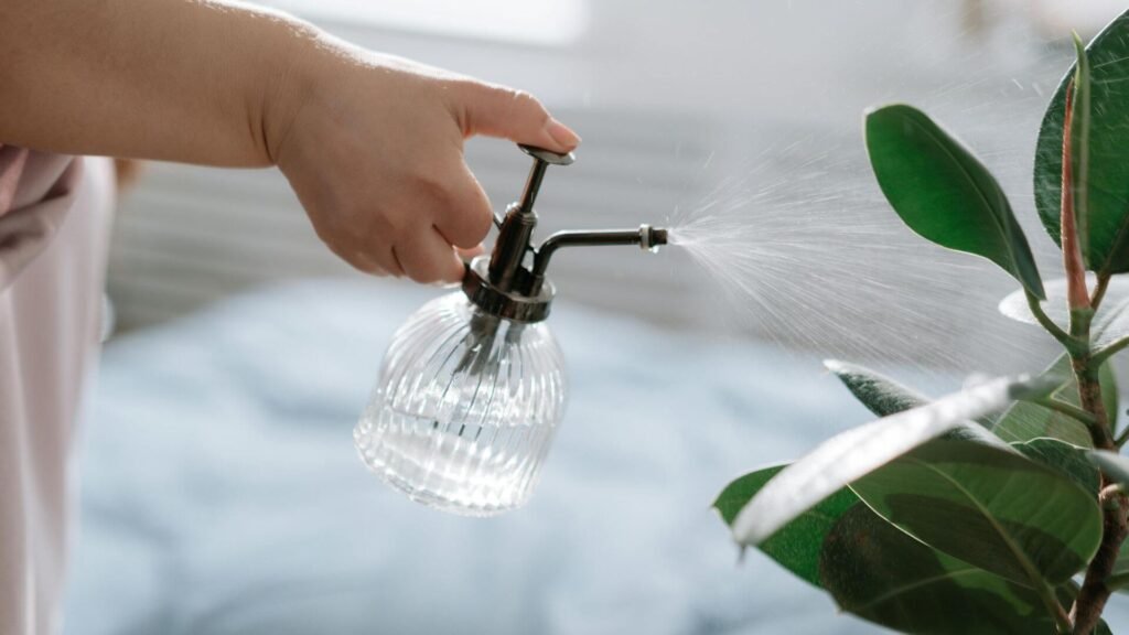 Misting rubber plant