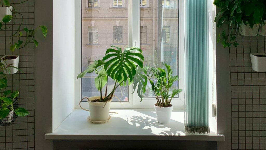 How Often Should I Water My Houseplants if they receive direct sunlight