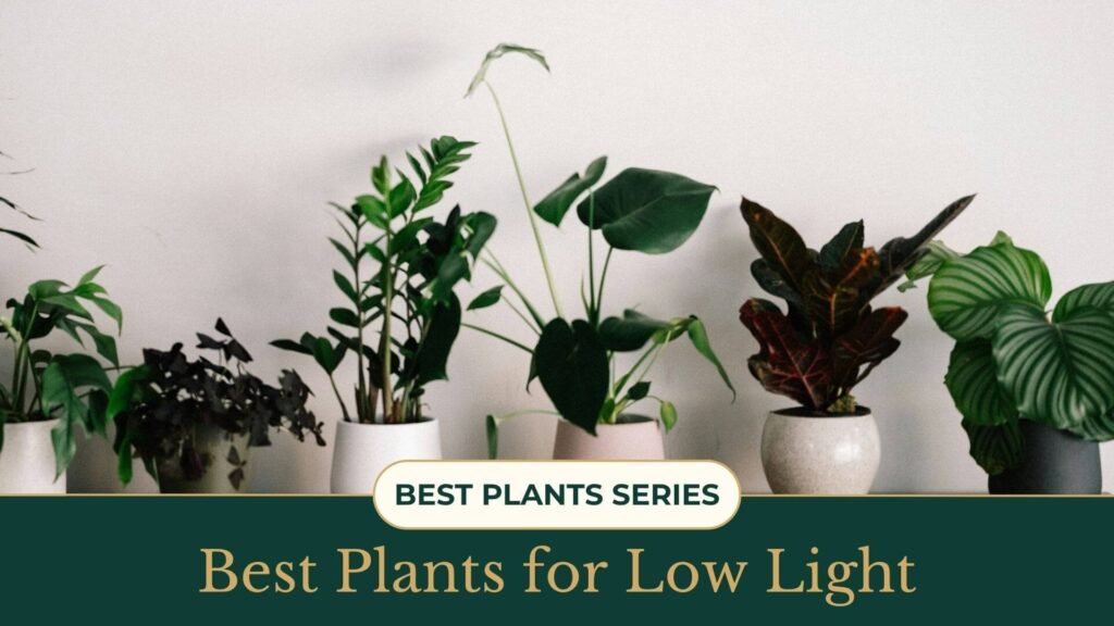 Best Plants for Low Light
