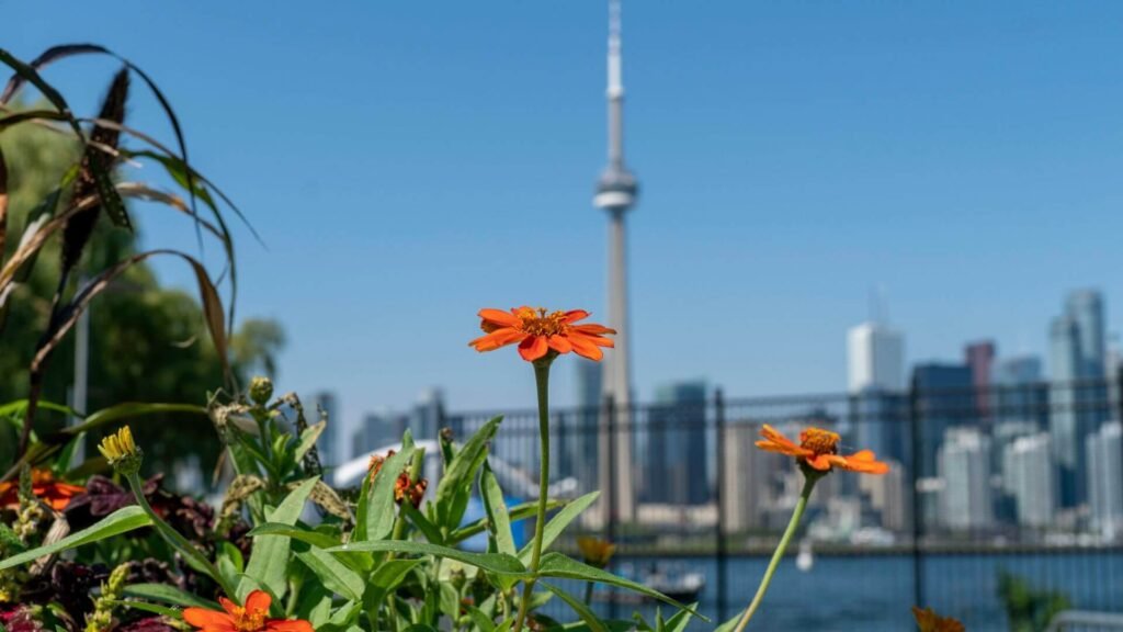 Canada Outdoor plants foreshadowing the CN Tower in Toronto Canada