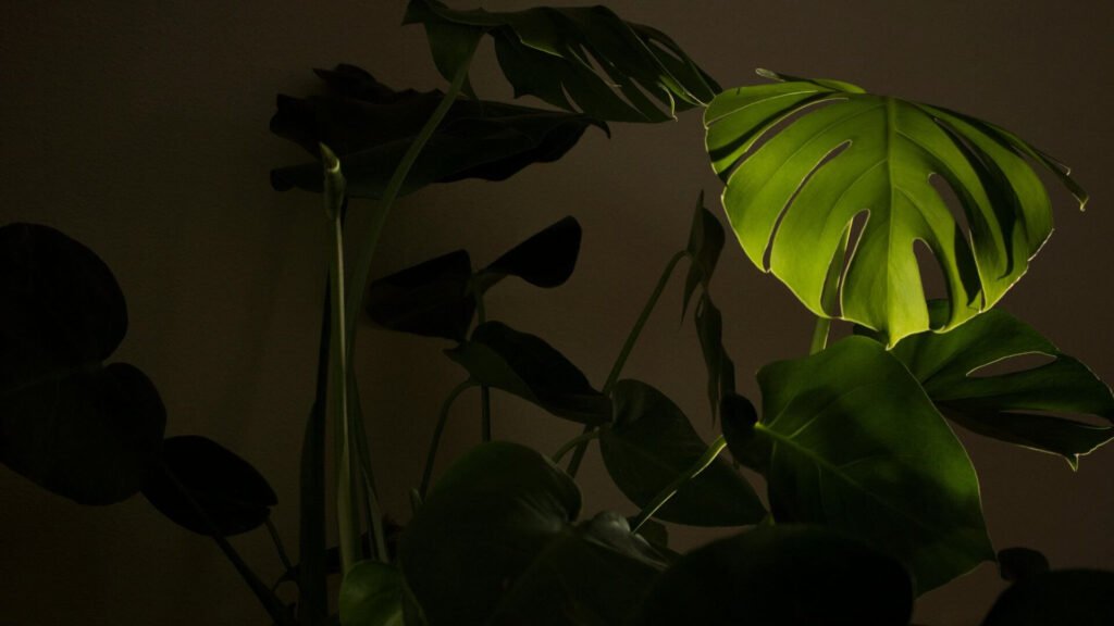 Monstera Being one of the Best Plants for Low Light