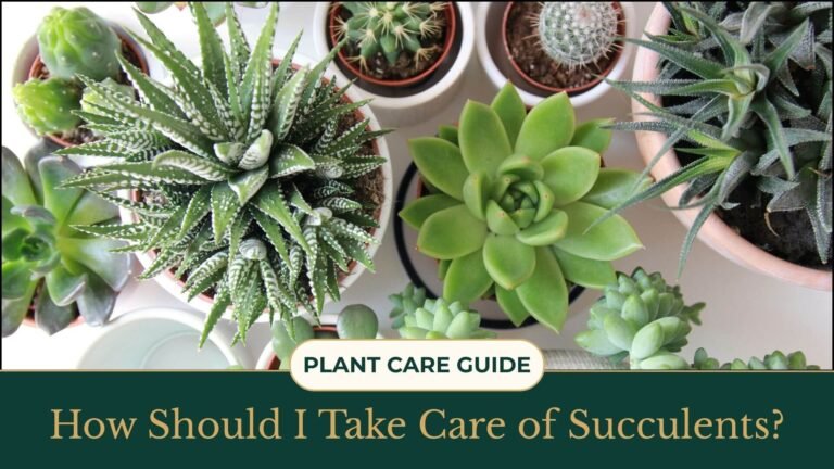 How Should I Take Care of Succulents