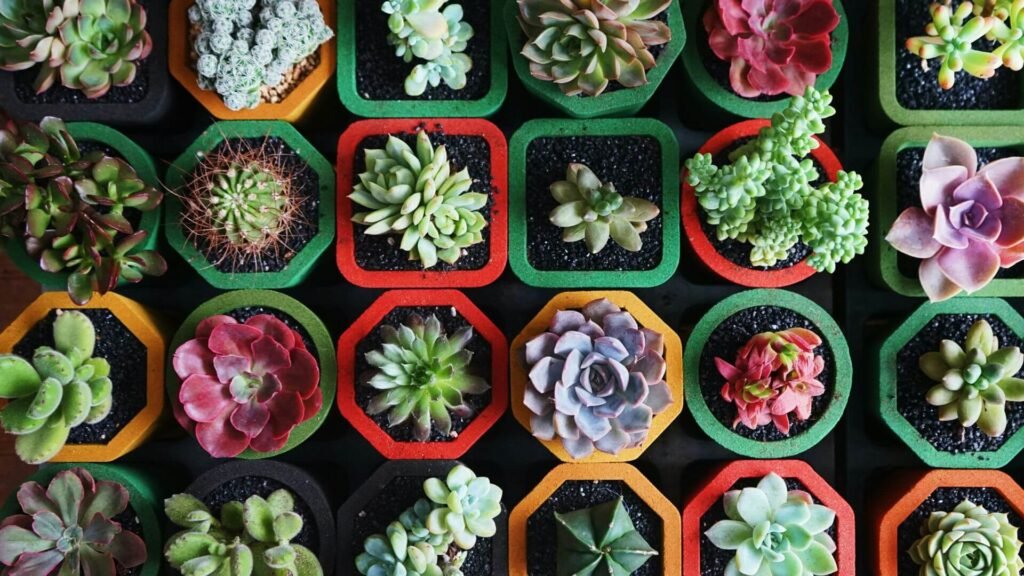 Many healthy succulents