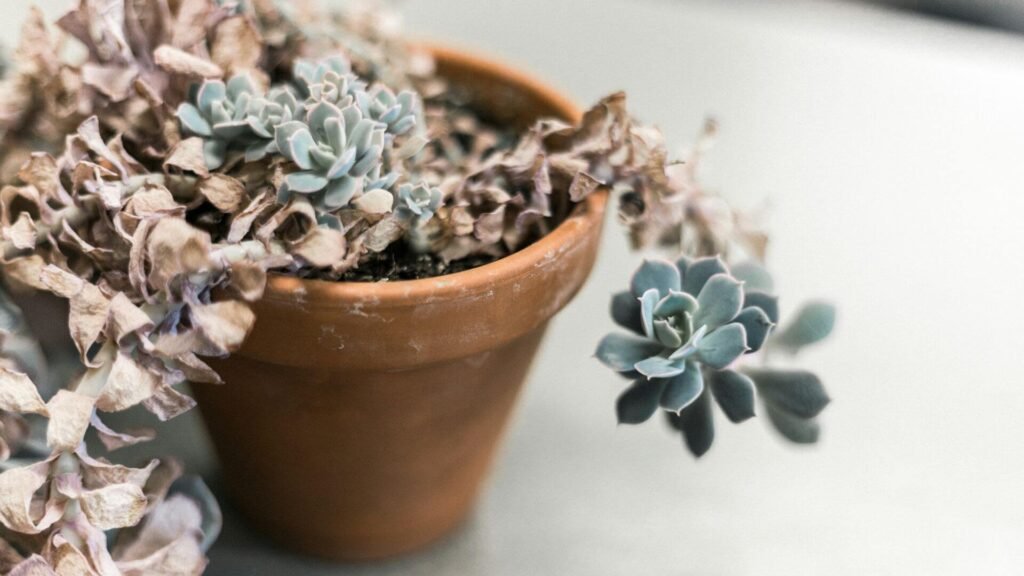 How Should I Take Care of Succulents?
