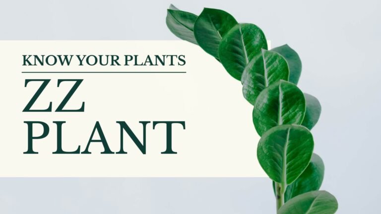 Know Your Plants ZZ Plant