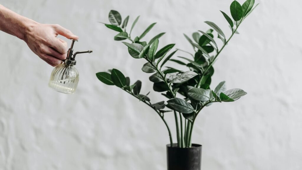 Know You Plants: ZZ Plant Watering Tips