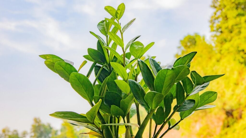 ZZ Plant Growing Outdoors