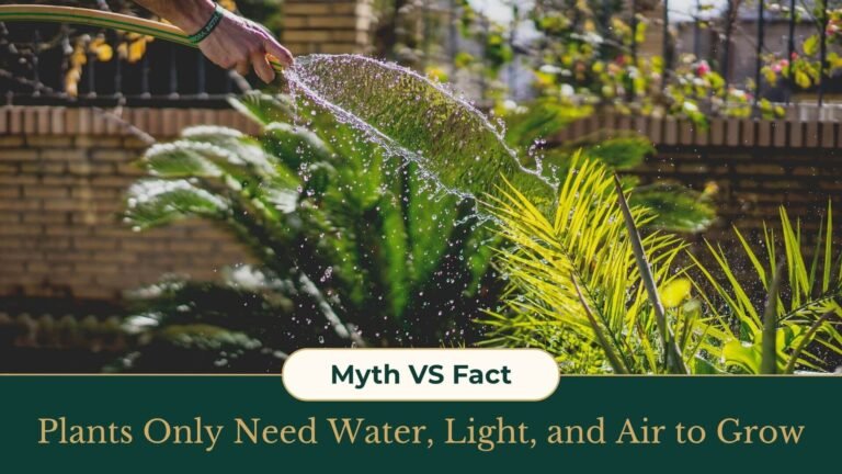 Myth vs Fact Plants Only Need Water, Light, and Air to Grow