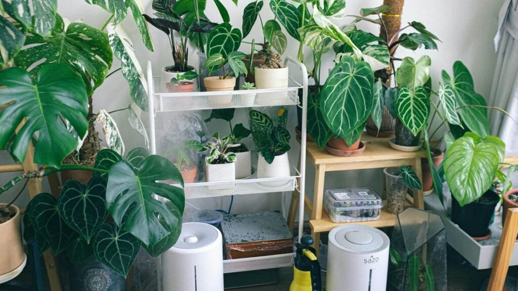 The Myth: Plants Only Need Water, Light, and Air
